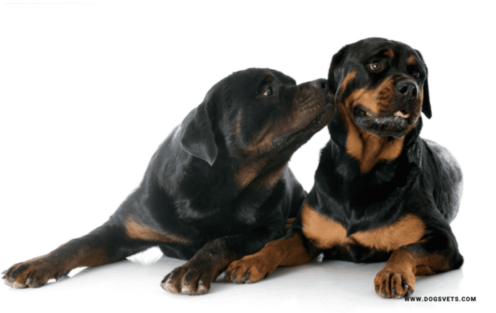 Rottweiler itlərinin mifləri və sosial davranışları