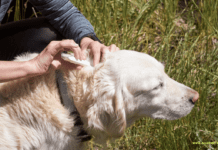 How to Prevent ticks on your pets: A step by step guide How to Prevent ticks on your pets: A step by step guide