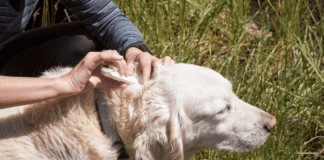 How to Prevent ticks on your pets: A step by step guide How to Prevent ticks on your pets: A step by step guide