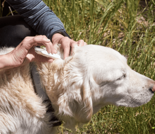 How to Prevent ticks on your pets: A step by step guide How to Prevent ticks on your pets: A step by step guide