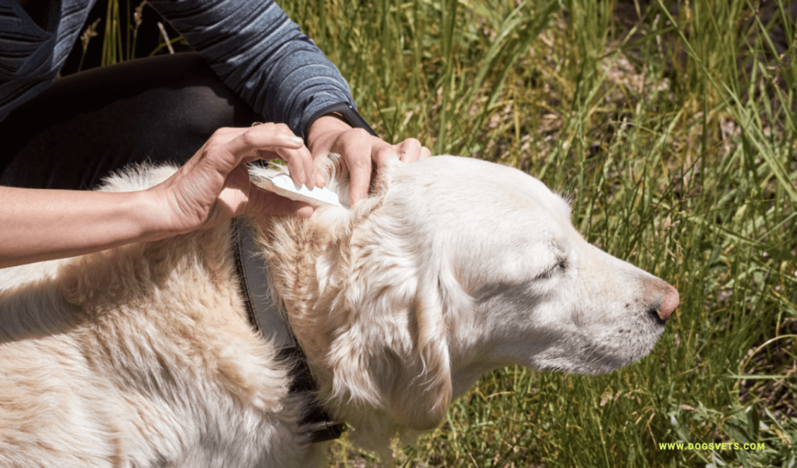 How to Prevent ticks on your pets: A step by step guide