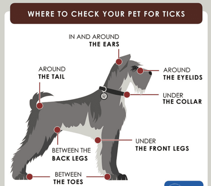 Preventing ticks and fleas on your dog
