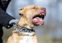 Australian man died after he was attacked by several dogs Australian man died after he was attacked by several dogs