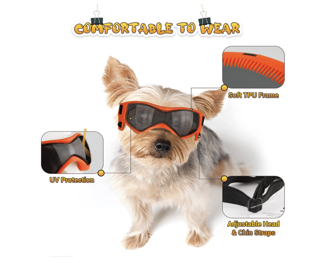 Can You Get Prescription Glasses For Dogs? Are They Safe? 2024