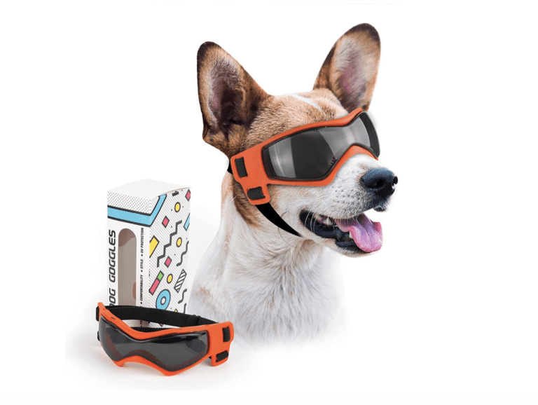 Can You Get Prescription Glasses For Dogs? Are They Safe? 2024