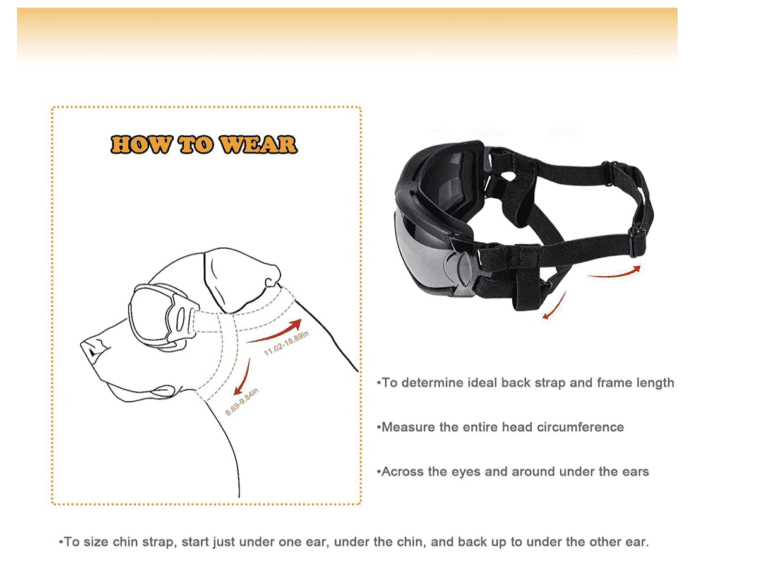 Can You Get Prescription Glasses For Dogs? Are They Safe? 2024