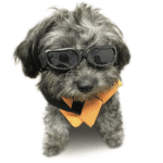 Can You Get Prescription Glasses for Dogs? Are they safe?