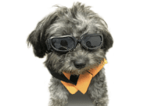 Can You Get Prescription Glasses for Dogs? Are they safe? Can You Get Prescription Glasses for Dogs? Are they safe?
