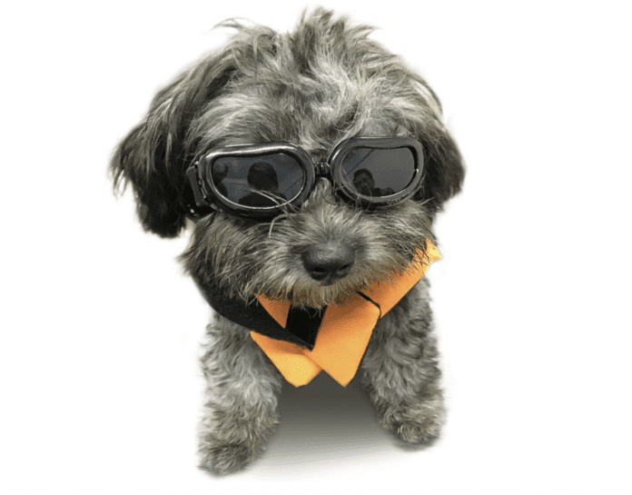 Kan du få receptpligtige briller til hunde? Er de sikre?