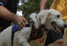 How to Properly Train Your GAK9 How to Properly Train Your GAK9