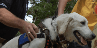 How to Properly Train Your GAK9 How to Properly Train Your GAK9