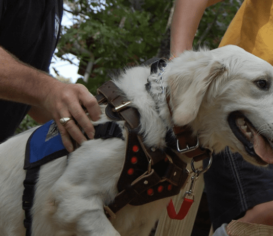 How to Properly Train Your GAK9 How to Properly Train Your GAK9