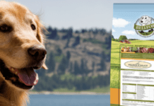 Should you feed your dog grain-free food as a pet lover? Should you feed your dog grain-free food as a pet lover?