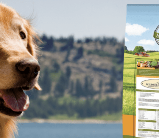 Should you feed your dog grain-free food as a pet lover? Should you feed your dog grain-free food as a pet lover?