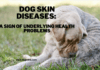 Dog Skin Diseases: A Sign of Underlying Health Problems Dog Skin Diseases: A Sign of Underlying Health Problems