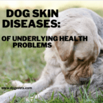Dog Skin Diseases: A Sign of Underlying Health Problems