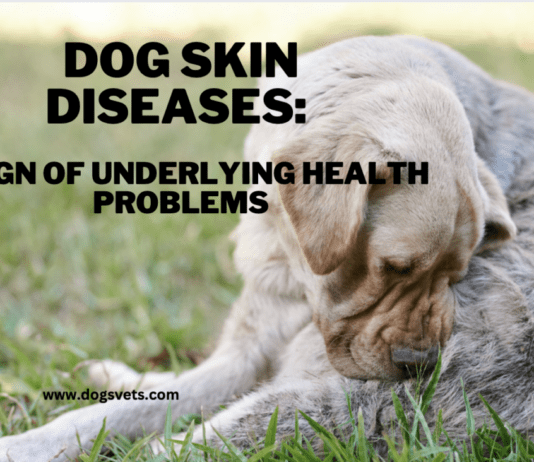 Dog Skin Diseases: A Sign of Underlying Health Problems Dog Skin Diseases: A Sign of Underlying Health Problems
