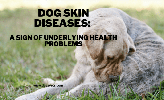 Dog Skin Diseases: A Sign of Underlying Health Problems