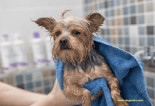 How to Clean a Smelly Dog Bed How to Clean a Smelly Dog Bed