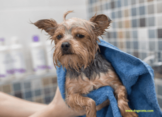 How to Clean a Smelly Dog Bed