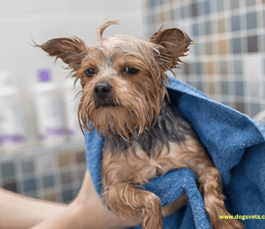 How to Clean a Smelly Dog Bed How to Clean a Smelly Dog Bed