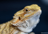 What does a baby bearded dragon need?