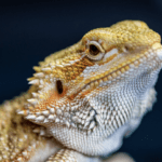 What does a baby bearded dragon need?