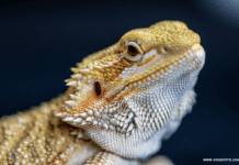 What does a baby bearded dragon need? What does a baby bearded dragon need?