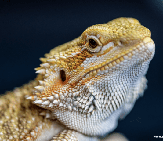 What does a baby bearded dragon need? What does a baby bearded dragon need?