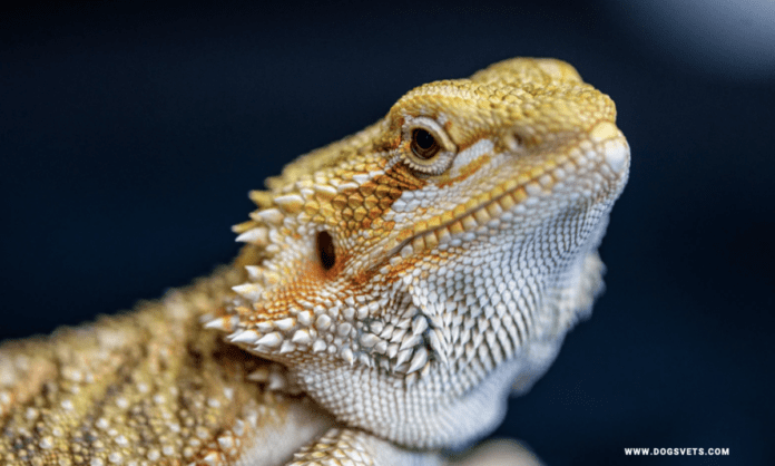 What does a baby bearded dragon need?