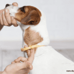Can tick paralysis kill a dog - 7 Things to Know