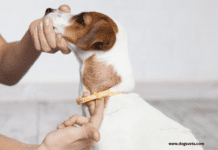 Can Tick paralysis kill a dog? Symptoms and Treatment Can tick paralysis kill a dog - 7 Things to Know