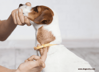 Can Tick paralysis kill a dog? Symptoms and Treatment Can tick paralysis kill a dog - 7 Things to Know