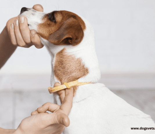 Can Tick paralysis kill a dog? Symptoms and Treatment Can tick paralysis kill a dog - 7 Things to Know
