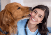Can Dogs Have Melatonin? Uses and Benefits Can Dogs Have Melatonin? Uses and Benefits