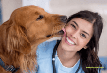 Can Dogs Have Melatonin? Uses and Benefits Can Dogs Have Melatonin? Uses and Benefits