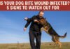 Is Your Dog Bite Wound Infected? 5 Signs to Watch Out For Is Your Dog Bite Wound Infected