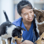 What Are the Services Available at Veterinary Care?