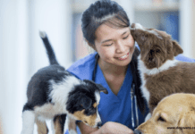 What Are the Services Available at Veterinary Care? What Are the Services Available at Veterinary Care?