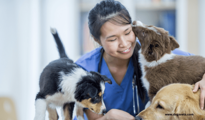 Ветеринариялық қызметте қандай қызметтер қолжетімді?