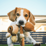Dog Breeding For Beginners + 10 important facts to consider Dog Breeding For Beginners + 10 important facts to consider