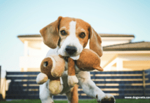 Dog Breeding For Beginners + 10 important facts to consider Dog Breeding For Beginners + 10 important facts to consider