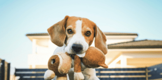 Dog Breeding For Beginners + 10 important facts to consider Dog Breeding For Beginners + 10 important facts to consider