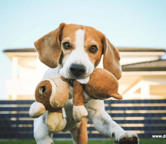 Dog Breeding For Beginners + 10 important facts to consider Dog Breeding For Beginners + 10 important facts to consider