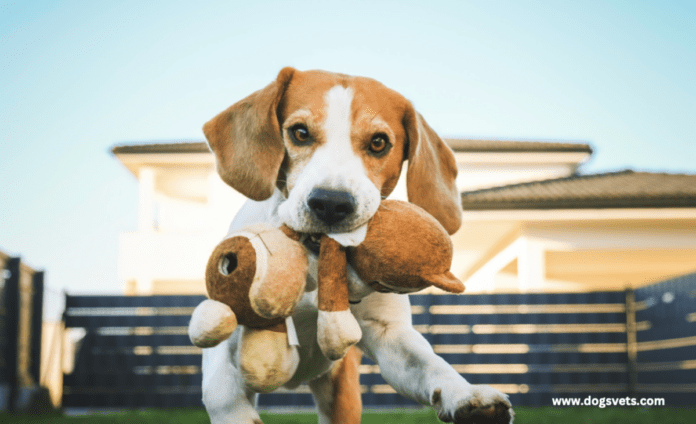 Dog Breeding For Beginners + 10 important facts to consider
