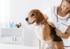 Dog Vaccinations and why it is important - Pros & Cons
