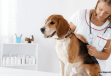Dog Vaccinations and why it is important – Pros & Cons Dog Vaccinations and why it is important - Pros & Cons