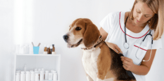 Dog Vaccinations and why it is important – Pros & Cons Dog Vaccinations and why it is important - Pros & Cons