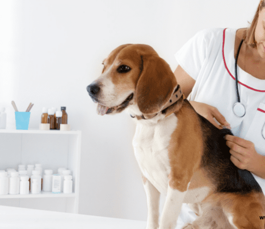 Dog Vaccinations and why it is important – Pros & Cons Dog Vaccinations and why it is important - Pros & Cons