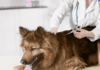 How to Find Cheap Dog Veterinarians near me in USA How to Find Cheap Dog Veterinarians near me in USA